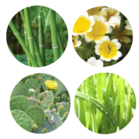 Bamboo Bodifying Complex